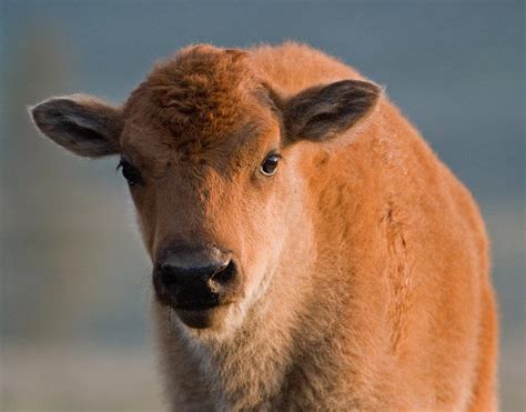 Bison Calf I Photograph By Max Waugh Pixels