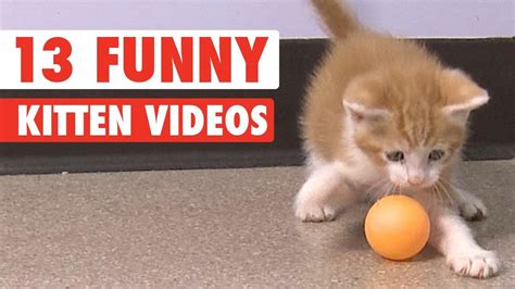 13 Funny Kittens Video Compilation 2016 Kitten  Kittens Funny