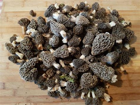 Où quand et comment trouver et cuisiner les morilles Chassons