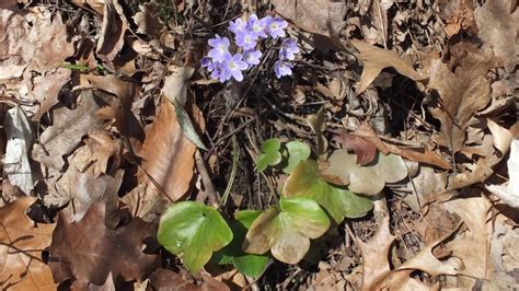 We did not find results for: Early Spring Wildflowers at Cootes Paradise - Burlington ...