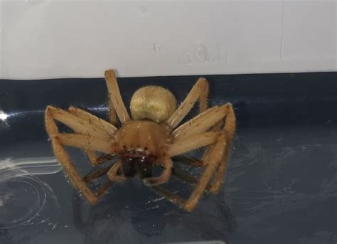 Tesco Worker Finds Venomous Spider In Unpacking A Box Of Bananas I