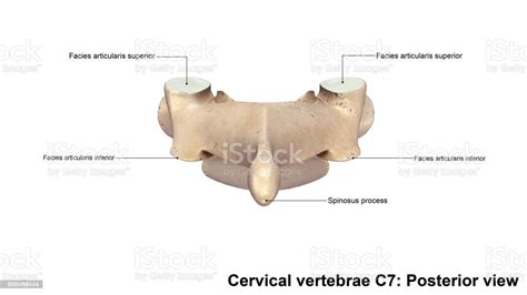 Cervical Vertebrae C7 Posterior View Stock Photo Download Image Now