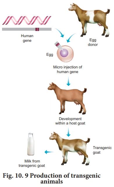 Two closely related cattle are mated. Transgenic Animals - Applications of biotechnology