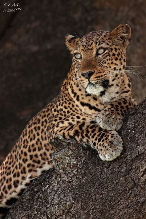 Via 500px Leopard By Ivan Mazzon African Cats Feline Wild Cats