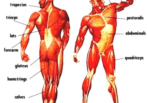 List Of Muscles Of The Human Body What Are The Major
