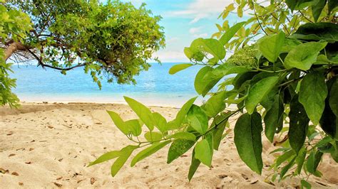Turtle Island Paradise Beach Free Photo On Pixabay Pixabay