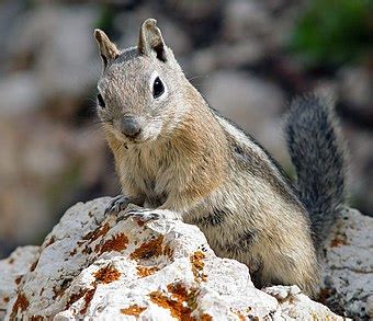 Pine squirrel - Wikipedia