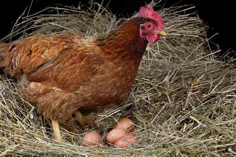How Do I Make My Chicken Lay An Egg The Happy Chicken Coop