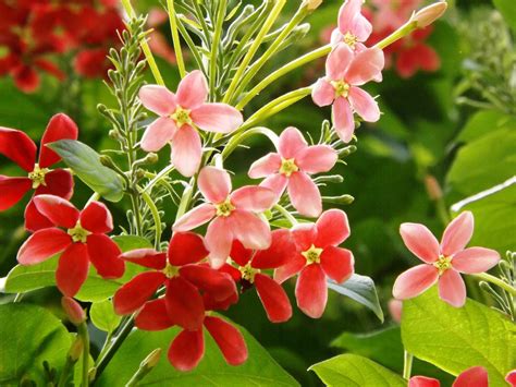 Flower title record in bangladesh. Modhu-monjori ori Rangoon creeper, Combretum indicum