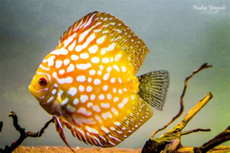 Gold Discus Fish Discus Fish Discus Fish