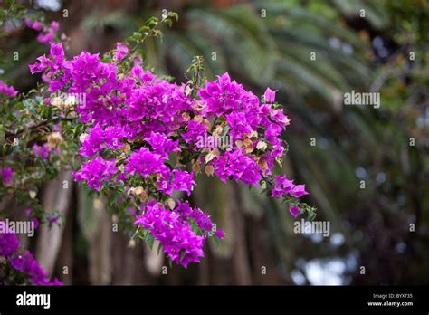 Bougainvillea Blossom And Flowers Corfu Island Greece Stock Photo Alamy