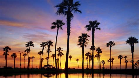 Palm Trees During Evening Time Hd Palm Tree Wallpapers