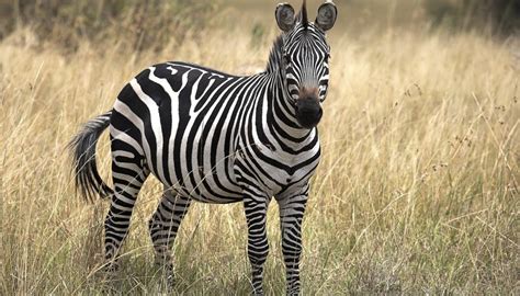 The average number of babies a zebra has is 1. Characteristics of a Zebra | Sciencing
