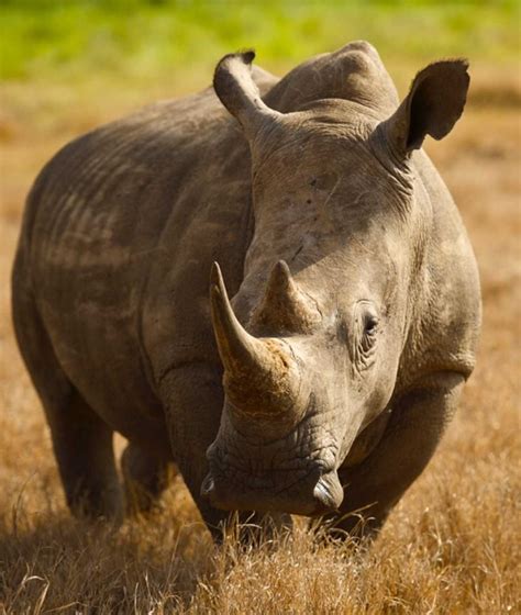 10 Things That Will Change When Rhinos Go Extinct