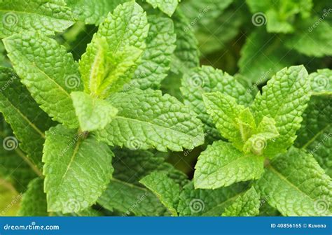 Fresh Mint Sprigs Stock Image Image Of Background Freshness 40856165