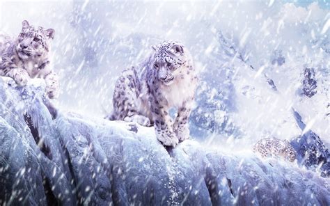 Download Leopard Snow Blizzard Breaking Wallpaper Background Ultra Hd