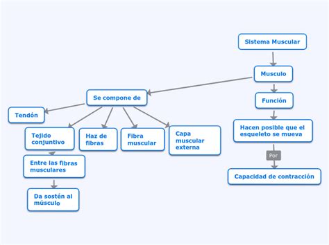 Sistema Muscular Mind Map