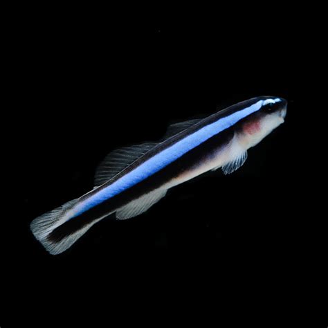 Blue Neon Cleaner Goby The Biota Group