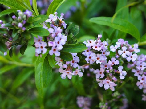 Some compact cultivars to only 3 or 4 feet bloom time: Buddleia alternifolia WEEPING BUTTERFLY BUSH deciduous ...