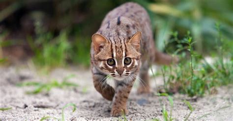 The Top 10 Smallest Cats In The World Az Animals