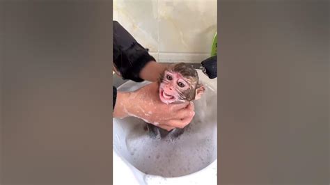 Baby Monkey Bath 03 Youtube
