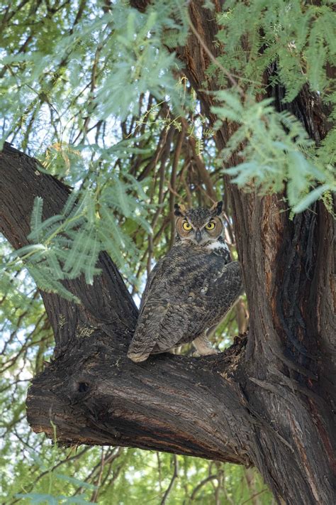 Great Horned Owl In Arizona Usa Rowls