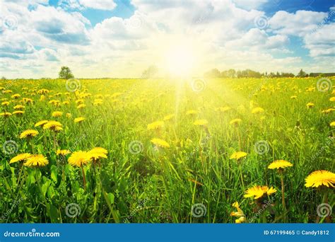 Field With Dandelions And Blue Sky Stock Image Image Of Dream Heaven