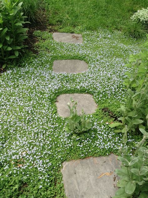 Blue Star Creeper Blooms Of Small Blue Flowers Ground Cover Seeds