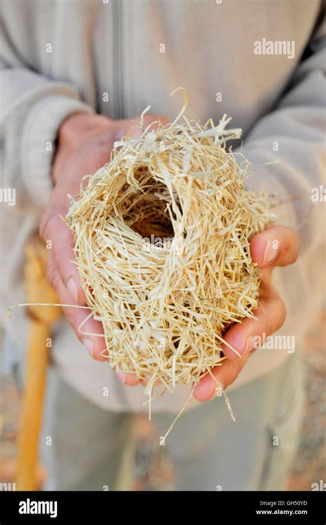 Zoology Animals Birds Aves Quelea Bird Nest In The Hand Of A