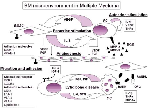 Role Of Bm Microenvironment In Multiple Myeloma Pathogenesis Bmsc Download Scientific Diagram
