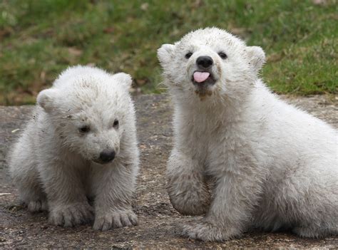 You Wont See Anything More Adorable Today Than These Baby Polar Bears