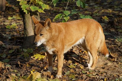 Dingo Dog Fur Free Photo On Pixabay