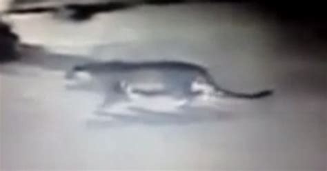 Paris Tiger Caught On Camera Is This The Escaped Beast On The Loose