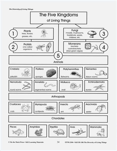 Classifying Living Things Worksheet