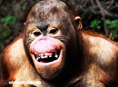 Imagenes De Changuitos Graciosos Monkey Close Up Funny Monkey With