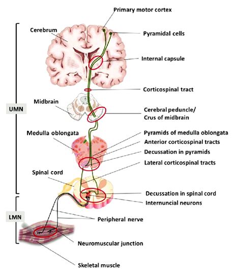 Upper Motor Neuron Pathway