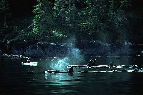 Kingcome Inlet British Columbia Travel And Adventure
