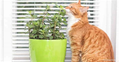 Discover how to harvest mint (without killing the plant), how to preserve your mint harvest, and ah, mint. Is The Mint Plant Poisonous To Cats? | PlantCareToday