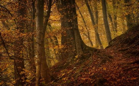 Nature Landscape Fall Leaves Roots Forest Hill Trees Path