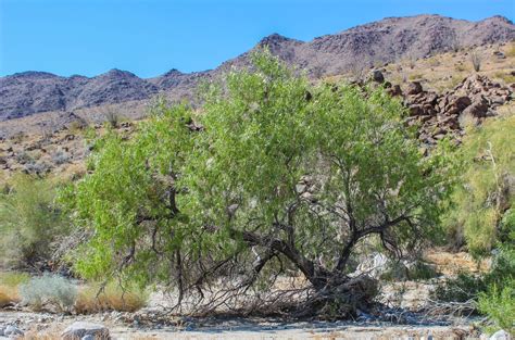 Cannundrums Desert Willow