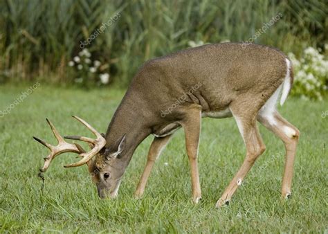 Whitetail Deer Buck — Stock Photo © Brm1949 1989225