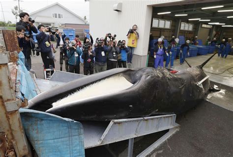 Japan Resumes Commercial Whaling 006 Japan Forward