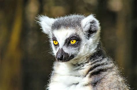 Lemur Facts Always Learning