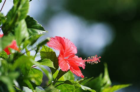 Gambar : alam, mekar, menanam, daun bunga, hijau, merah, botani, Flora
