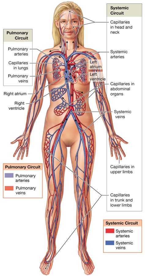 Your blood vessels and major arteries carry blood throughout the body and supply it to vital organs and tissue. 20.1: The heart is a four-chambered organ that pumps blood ...