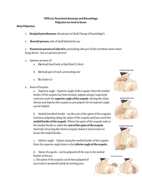 Bony Muscle Palpation Oth 515 Functional Anatomy And Kinesiology