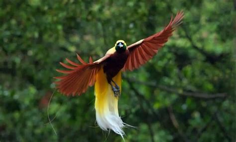 Mengenal Lebih Dekat Burung Cendrawasih Simbol Keindahan Indonesia Tarunas