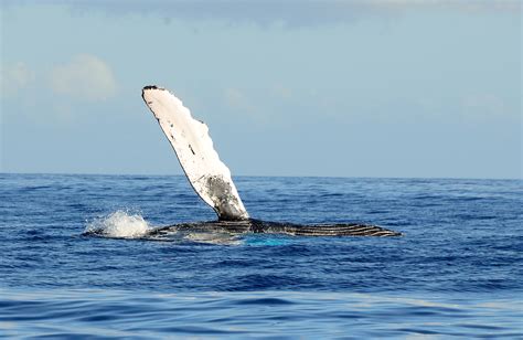 Whale watching from Maui (dec-may) and snorkeling all year long.