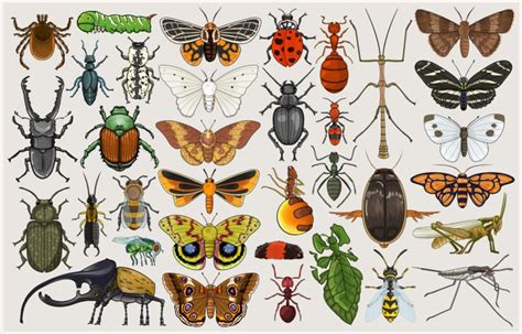 Aula Entomologia Estudo Dos Insetos Ambiente