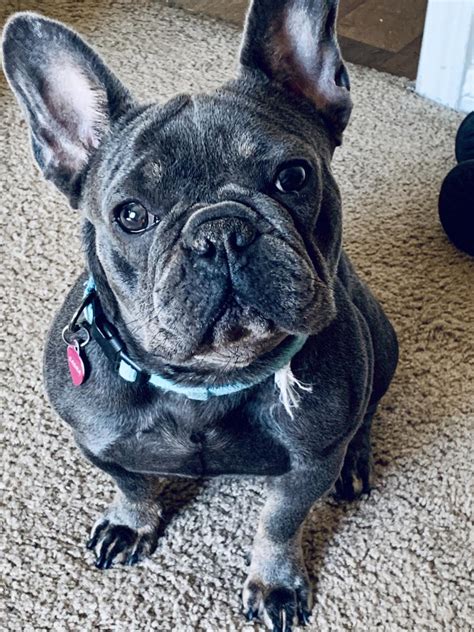 Very protective and territorial, the renascence bulldogs makes an excellent property guardian and personal protection dog. Lost Dog French Bulldog in LAS VEGAS, NV - Lost My Doggie